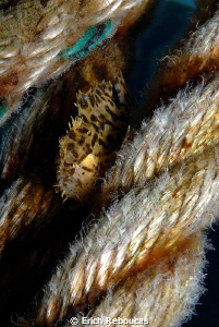 Sargassum Frogfish "on the ropes" by Erich Reboucas 